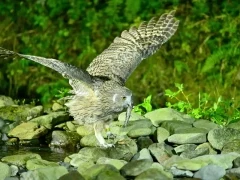 Blakiston’s fish owl in Japan.