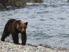 Brown bear in Hokkaido, Japan.