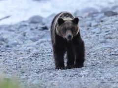 Brown bear in Hokkaido, Japan.