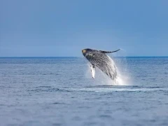 Breaching humpback whale in Japan.