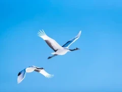 Red-crowned crane in Japan.