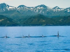 View of orca and the mountains of Hokkaido, Japan.