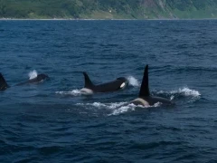 Orca in Japan.