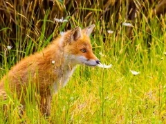 A red fox in Japan.