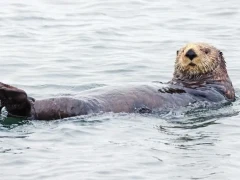 A sea otter in Japan.
