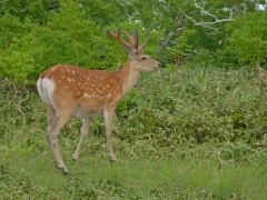 Sika deer in Hokkaido, Japan.