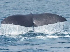 The tail of a sperm whale in Japan.