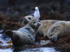 Spotted seal in Japan.