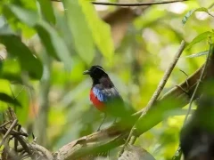 Black-crowned pitta in Borneo