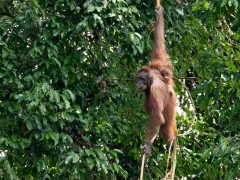 Orangutan in Borneo