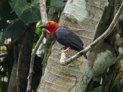 Bornean bristlehead in Borneo