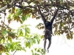 Eastern grey gibbon in Borneo