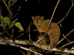 Marbled cat in Borneo