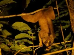 Pygmy slow loris in Borneo