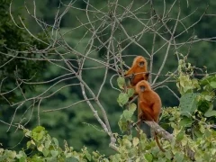 Red-leaf monkey in Borneo