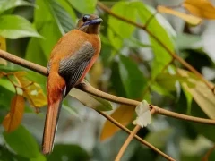 Scarlet-rumped trogon in Borneo