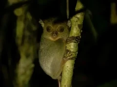 Tarsier in Borneo