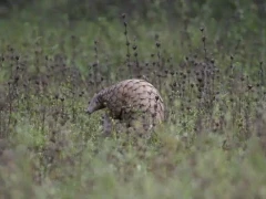 Indian pangolin in Sri Lanka.