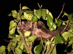 Giant flying squirrel in Sri Lanka.