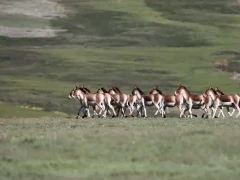 Kiang horse herd in the Gouli Valley, Qinghai, China.