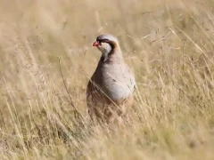 Chukar partridge in China.