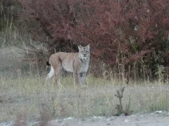 Eurasian lynx in Qinghai, China.