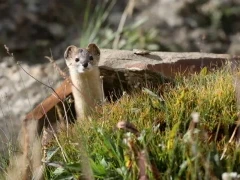 Mountain weasel in the Gouli Valley, China.
