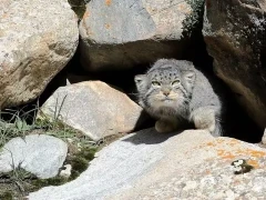 Pallas's cat in the Gouli Valley, China. 