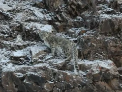 Snow leopard in China.