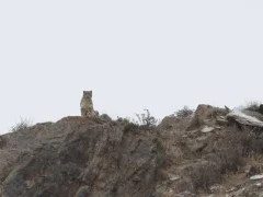 Snow leopard on a ridge in the Gouli Valley, China.