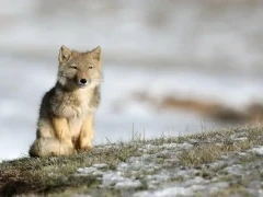 Tibetan fox in Qinghai, China.
