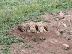 Tibetan fox cubs in their den, Gouli Valley, China.
