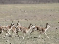 Tibetan gazelles in Qinghai, China.