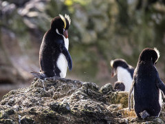 Erect-crested penguins.