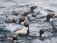 Erect-crested penguins swimming