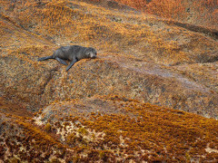 Fur seal on Bounty Island