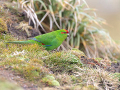 Red-crowned parakeet