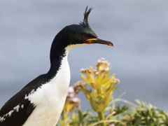 Auckland Island shag.