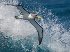 Chatham albatross.