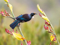 Chatham Island tui