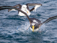 Chatham albatross