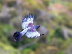 Chatham Island pigeon