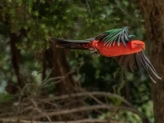 Australian king parrot in flight, Queensland, Australia.
