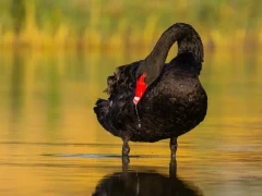 Black swan in Queensland, Australia.