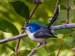 Fairywren in Queensland, Australia.
