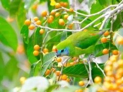 Fig parrot in Queensland, Australia.
