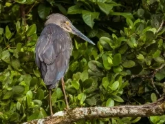 Great-billed heron in Queensland, Australia.