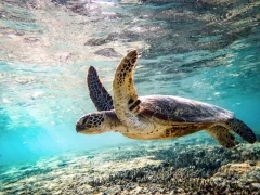Green turtle in Queensland, Australia.
