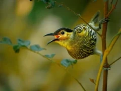 Macleay's honeyeater in Queensland, Australia.