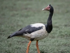Magpie goose in Queensland, Australia.